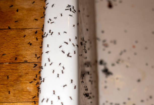 Best Cockroach Control Services  in Canton, GA