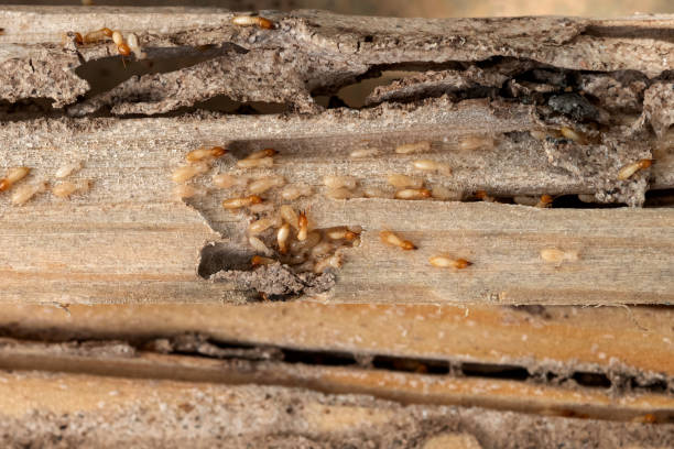 Best Rat Extermination Near Me  in Canton, GA