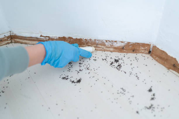 Best Pest Control Near Me  in Canton, GA